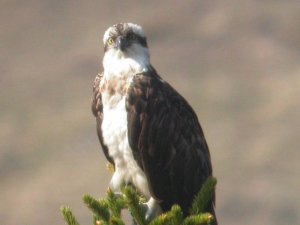 Osprey