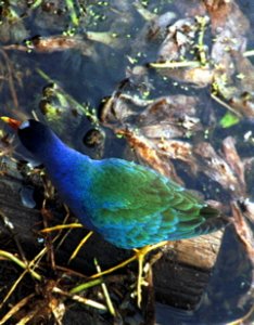 Calling All Gallinules
