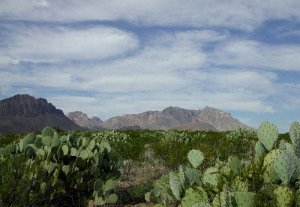 Prickly Pear Cactus