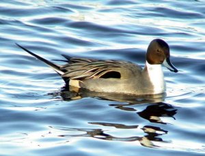 Northern Pintail