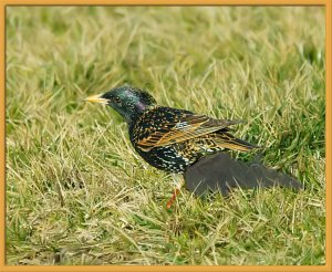 European Starling