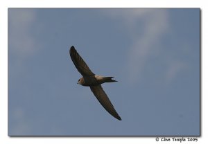 Pallid Swift