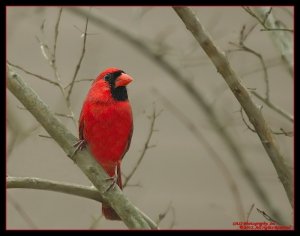 Northern Cardinal