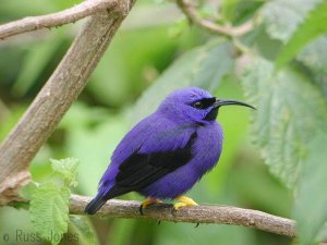 purple honeycreeper