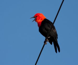 Scarlet-headed Blackbird