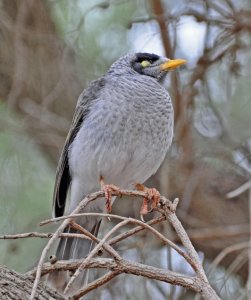 Noisy Miner