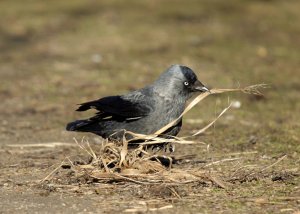 Jackdaw at work