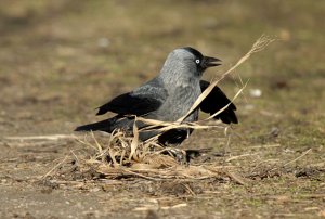 Jackdaw at work