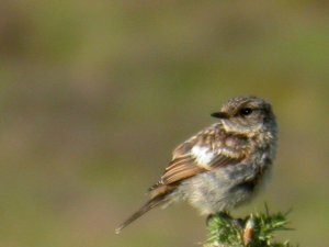 Young Stonechat