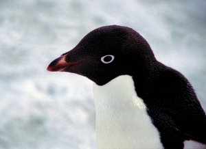 Adelie Penguin Portrait, Pygoscelis adeliae