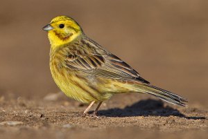 Yellowhammer