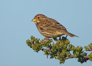 Corn Bunting