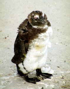 It's Hard Becoming An Adult, African Penguins, Spheniscus demersus
