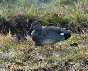 Drake Gadwall