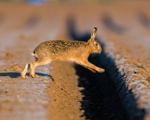 One giant leap for Hare kind