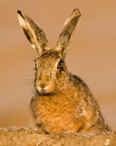 Hare today, gone tomorrow