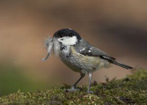 Coal Tit (in disguise)