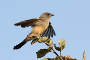 Say's Phoebe