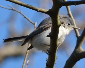 Blue-gray gnatcatcher