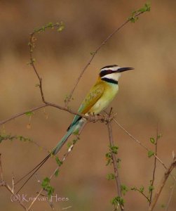 White-throated Beeeater