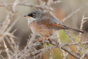 Spectacled warbler