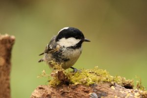 coal tit