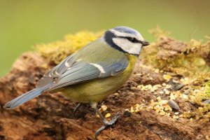 blue tit