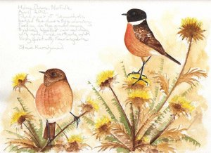 Spring Stonechats.