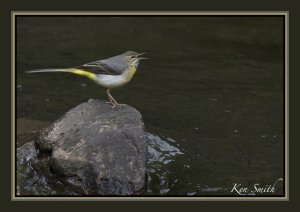 He's Back that bloke with the.... (Grey Wagtail)