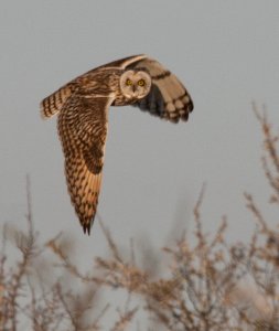 Short-eared Owl