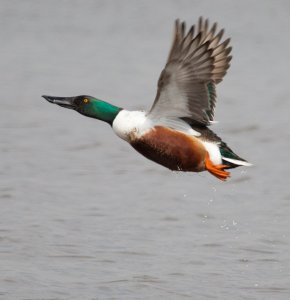 Shoveler