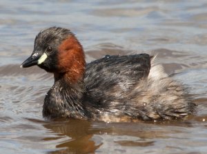 Little Grebe