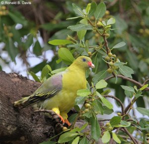 Green Pigeon in Fig Tree
