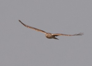 Hen Harrier