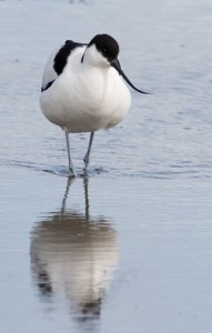 Avocet