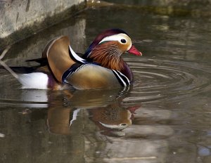 Mandarin Duck