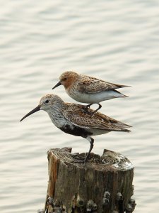 Red-necked Stint and Dunlin