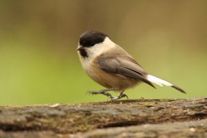 white feather tailed willow tit