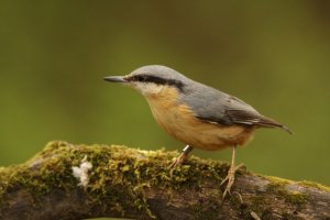 nuthatch