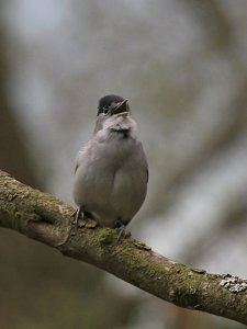 Deep in the woodland, the sound of spring was heard.