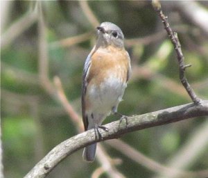 Female Bluebird