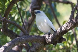 Wild Bali Starling