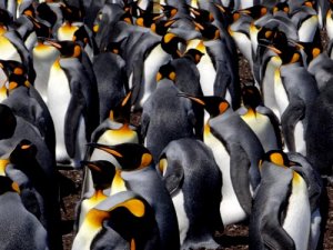 King Penguin