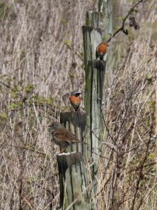 Three bird toast!