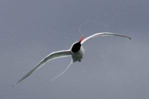 South American Tern  Elis Simpson