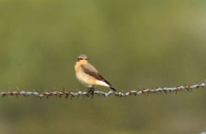 Wheatears  Elis Simpson