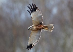 Marsh Harrier