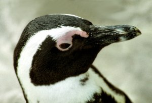 African Penguin Portrait, Spheniscus demersus