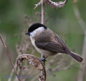 Tit on the teasles