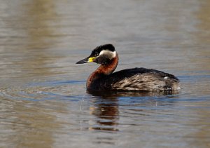 Red-necked Grebe